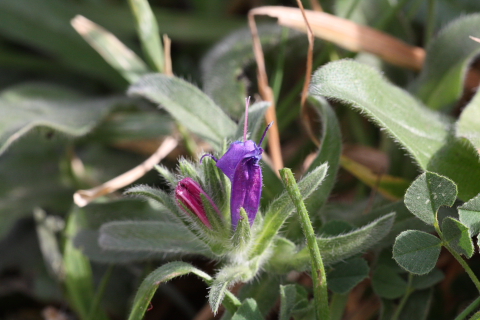 Echium sp.